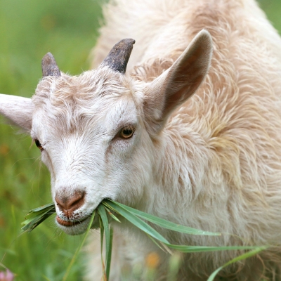 Kolostrum kozie na wsparcie odporności w sezonie jesienno-zimowym