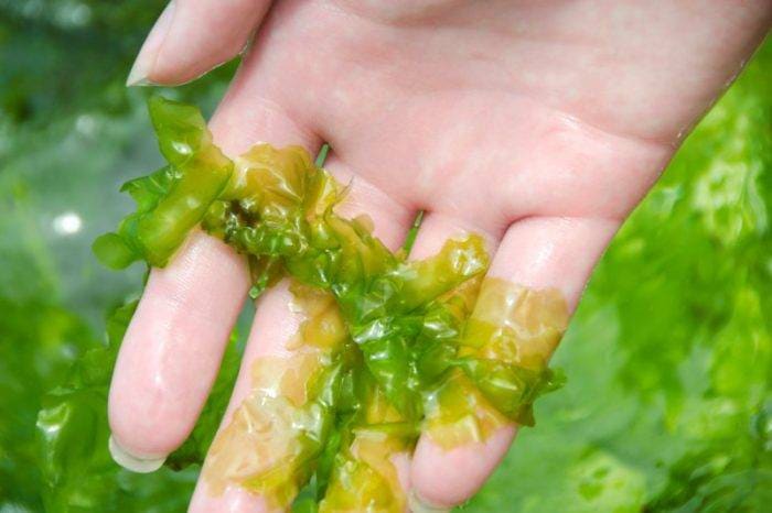 Cudowne działanie alg w kosmetyce. 