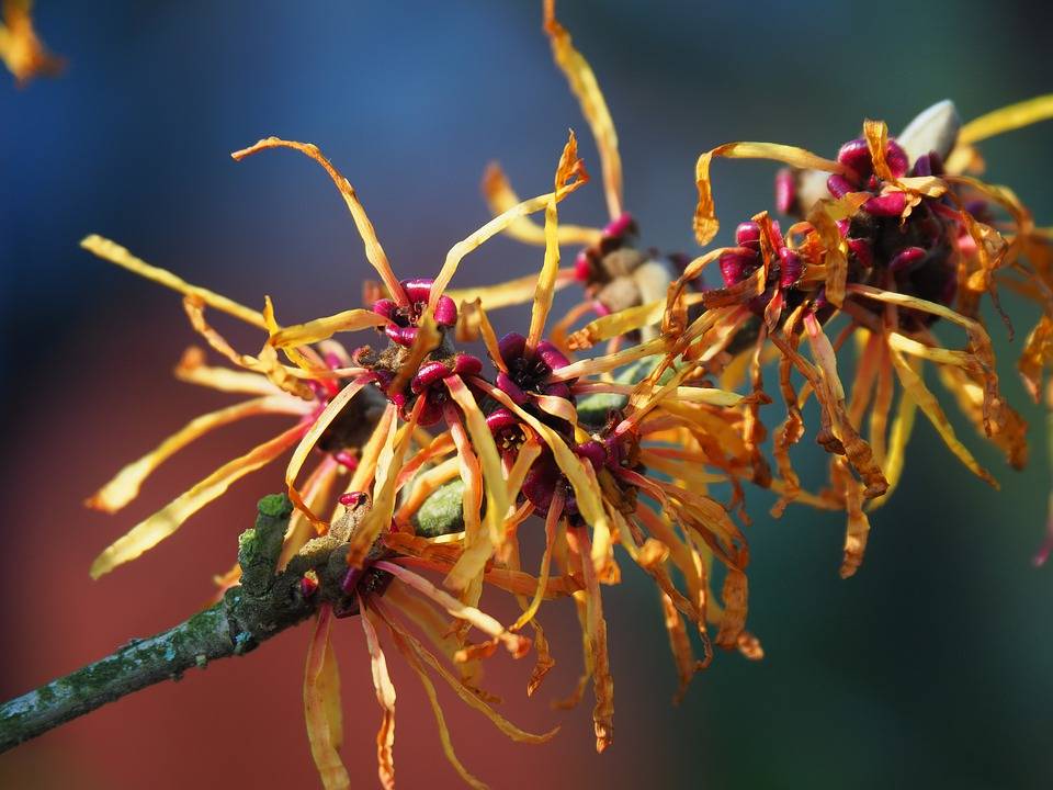 Oczar wirginijski - święta roślina Indian